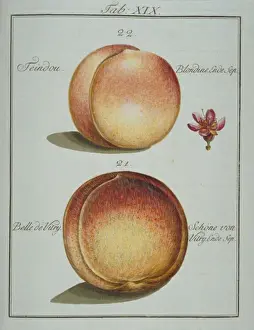 Pomona Franconica Prints: Prunus sp. (22) teindou peach (23) belle de vitry peach