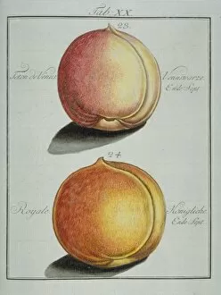 Amygdaloideae Gallery: Prunus sp. (23) breast of Venus peach (24) royal peach