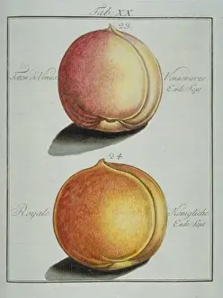 1804 Prints: Prunus sp. (23) breast of Venus peach (24) royal peach