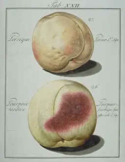 Pomona Franconica Prints: Prunus sp. (27) Persian peach (26) late purple peach