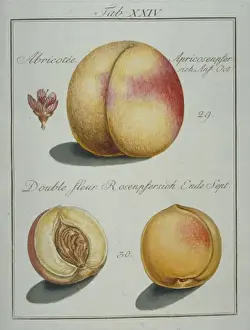 Prunus sp. (29) apricot peach (30) double flower peach