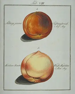 Pomona Franconica Prints: Prunus sp. (4) yellow clingstone peach (5) madeleine peach