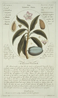 Almond Gallery: Prunus sp. almond tree