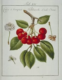 Amygdaleae Gallery: Prunus sp. bunched cherry