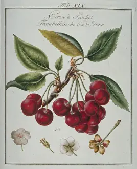 Prunus sp. cherry