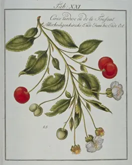 Prunus sp. cherry