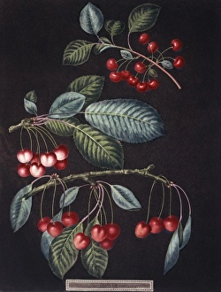Amygdaloideae Gallery: Prunus sp. cherry