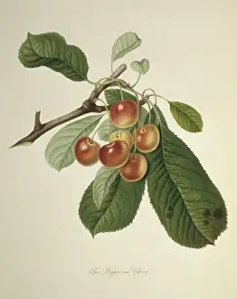 Juicy Prints: Prunus sp. cherry (Bigarreau Cherry)