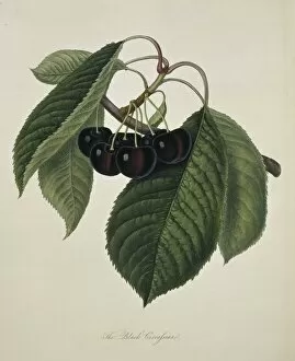 Edible Gallery: Prunus sp. cherry (Black Circassian Cherry)