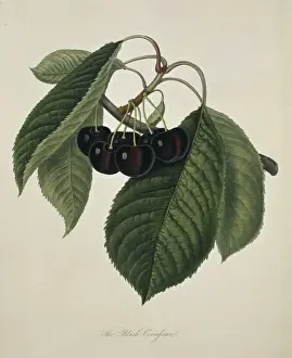 Juicy Prints: Prunus sp. cherry (Black Circassian Cherry)