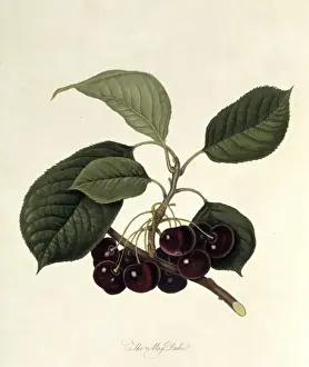 Pomona Londinensis Prints: Prunus sp. cherry (The May Duke Cherry)