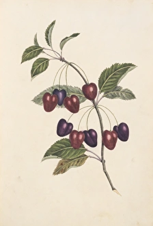 Amygdaloideae Gallery: Prunus sp. cherry tree