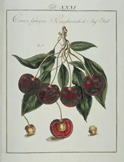 Pomona Franconica Prints: Prunus sp. heart cherry