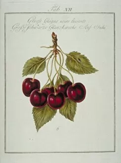 Amygdaloideae Gallery: Prunus sp. large blackheart cherry