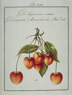 Amygdaleae Gallery: Prunus sp. large common whiteheart cherry
