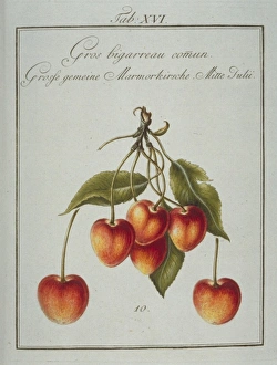 Amygdaloideae Gallery: Prunus sp. large common whiteheart cherry