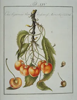Pomona Franconica Prints: Prunus sp. large whiteheart cherry