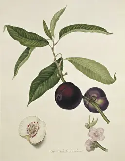 Juicy Prints: Prunus sp. nectarine (Vermash Nectarine)