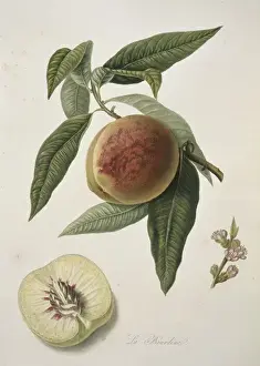 Juicy Prints: Prunus sp. peach (Bourdine Peach)