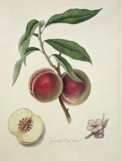 Eurosid Collection: Prunus sp. peach (Grimwoods Royal George or Grosse Mignon