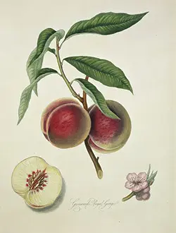 Juicy Prints: Prunus sp. peach (Grimwoods Royal George or Grosse Mignon