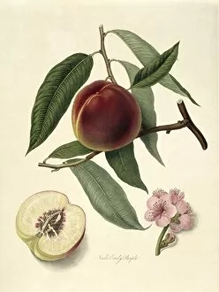 Prunus sp. peach (Neals Early Purple Peach)