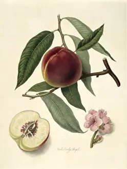 Pomona Londinensis Prints: Prunus sp. peach (Neals Early Purple Peach)