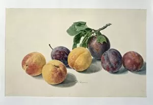 Amygdaleae Gallery: Prunus sp. peaches and plums