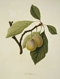 Juicy Prints: Prunus sp. plum (Catherine Plum)