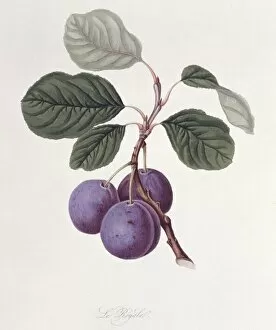 Edible Gallery: Prunus sp. plum (La Royale Plum)