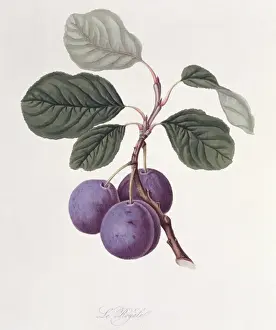 Juicy Prints: Prunus sp. plum (La Royale Plum)
