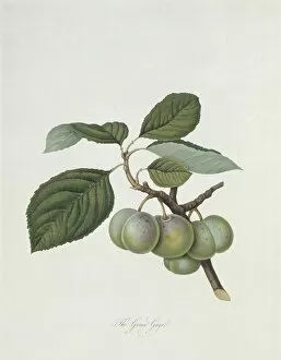 Edible Gallery: Prunus sp. plum (The Green Gage Plum)