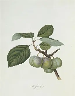 Pomona Londinensis Prints: Prunus sp. plum (The Green Gage Plum)