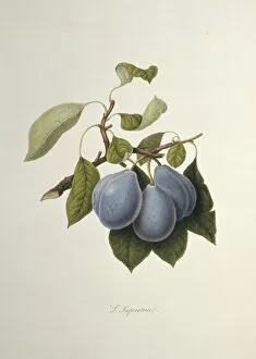 Amygdaleae Gallery: Prunus sp. plum (The Imperatrice Plum)