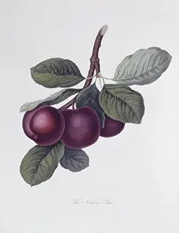 Rosales Prints: Prunus sp. plum (The Nectarine Plum)