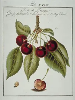 Pomona Franconica Prints: Prunus sp. Portuguese cherry