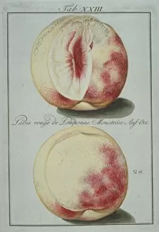 Amygdaloideae Gallery: Prunus sp. red pompon clingstone peach