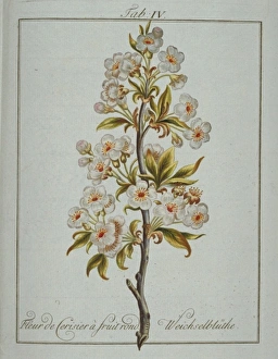 Prunus sp., round fruited cherry Prunus sp., round fruited cherry
