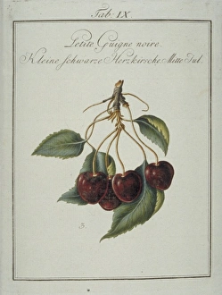 Amygdaloideae Gallery: Prunus sp. small blackheart cherry