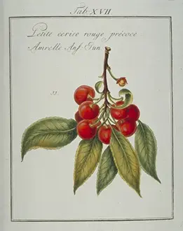 Pomona Franconica Prints: Prunus sp. small early red cherry