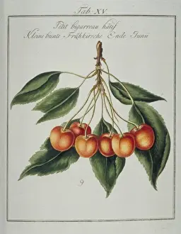 Pomona Franconica Prints: Prunus sp. small early whiteheart cherry
