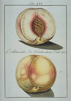 Pomona Franconica Prints: Prunus sp. wonder peach
