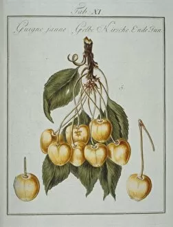 Amygdaleae Gallery: Prunus sp. yellowheart cherry