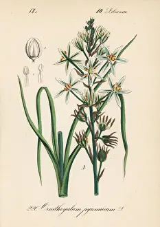 Prussian asparagus or wild asparagus, Ornithogalum