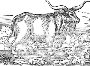 1553 Prints: A prussian wild bull