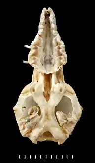 Przewalskium albirostris, white-lipped deer