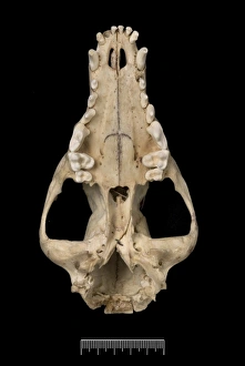 Antarctic Wolf Gallery: Przewalskium albirostris, white-lipped deer