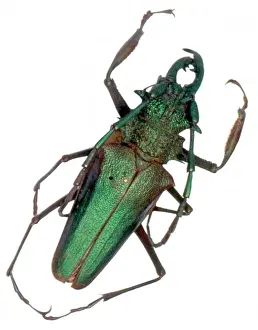 Psalidognathus friendi, longhorn beetle