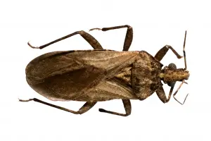 Bite Prints: Psammolestes tertius, triatomine bug