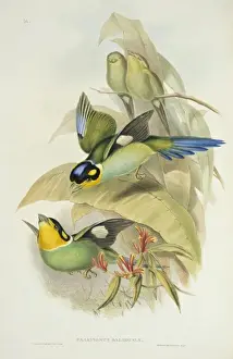 Passeriformes Prints: Psarisomus dalhousiae, long-tailed broadbill